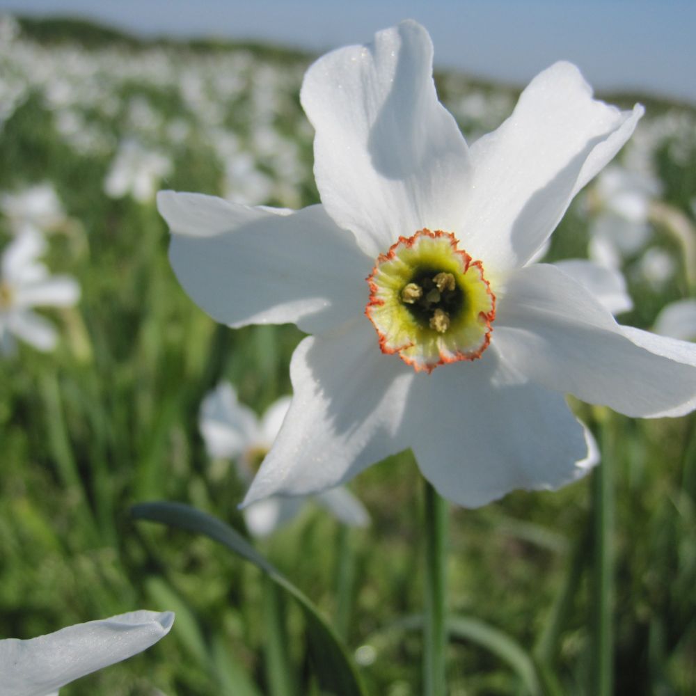 Bio-Blumenzwiebeln der Dichternarzisse Recurvus (Ecobulbs) – perfekt zum Verwildern im Naturgarten