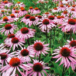 Blühender Roter Sonnenhut (Echinacea purpurea) im naturnahen Garten – rosa Blüten mit brauner Mitte, beliebt bei Bienen und Schmetterlingen