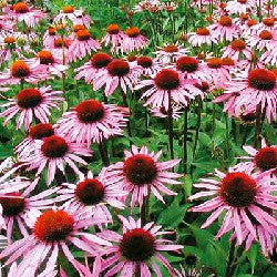 Blühender Roter Sonnenhut (Echinacea purpurea) im naturnahen Garten – rosa Blüten mit brauner Mitte, beliebt bei Bienen und Schmetterlingen