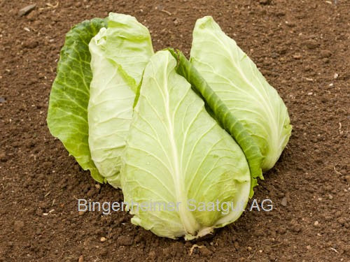 BIO Saatgut Spitzkohl Eersteling – Biogartenladen