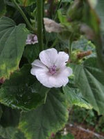 Eibisch Althaea officinalis