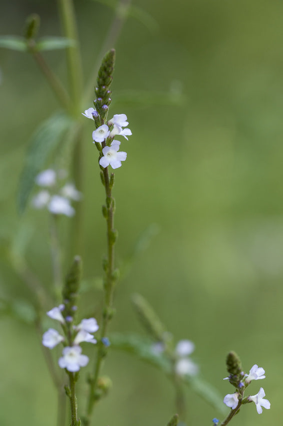 BIO Saatgut Echtes Eisenkraut – Biogartenladen