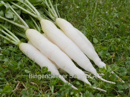 BIO Saatgut Radies Eiszapfen