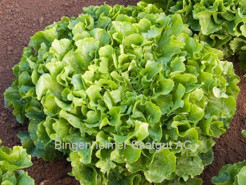 BIO Saatgut Endivie Mascha von Bingenheimer – frühe, dicht gefüllte Endiviensorte in Demeter-Qualität, samenecht und nachbaufähig
