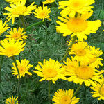 BIO Saatgut Färberhundskamille