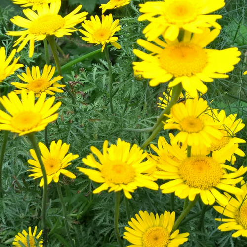 BIO Saatgut Färberhundskamille