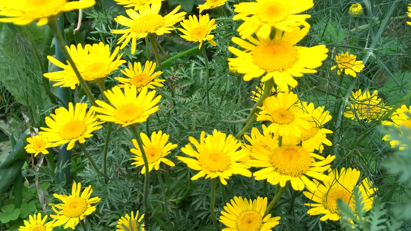 BIO Saatgut Färberhundskamille biogartenladen