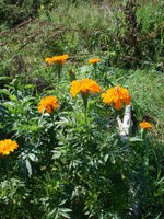 BIO Saatgut Färbertagetes