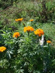 BIO Saatgut Färbertagetes