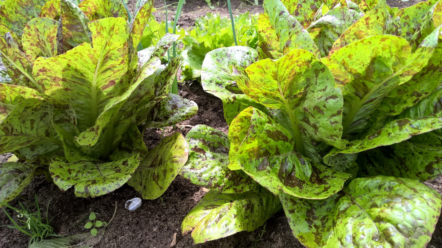 Romanasalat Forellenschluss biogartenladen