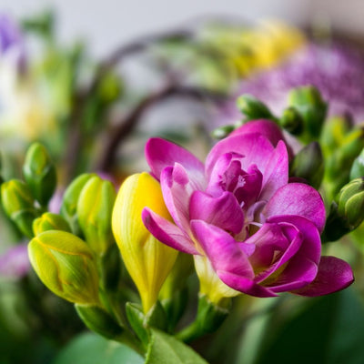 BIO Blumenzwiebeln Freesien Mischung 5 Stück