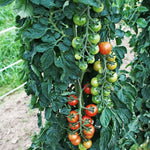 BIO Saatgut Cocktailtomate Primabella