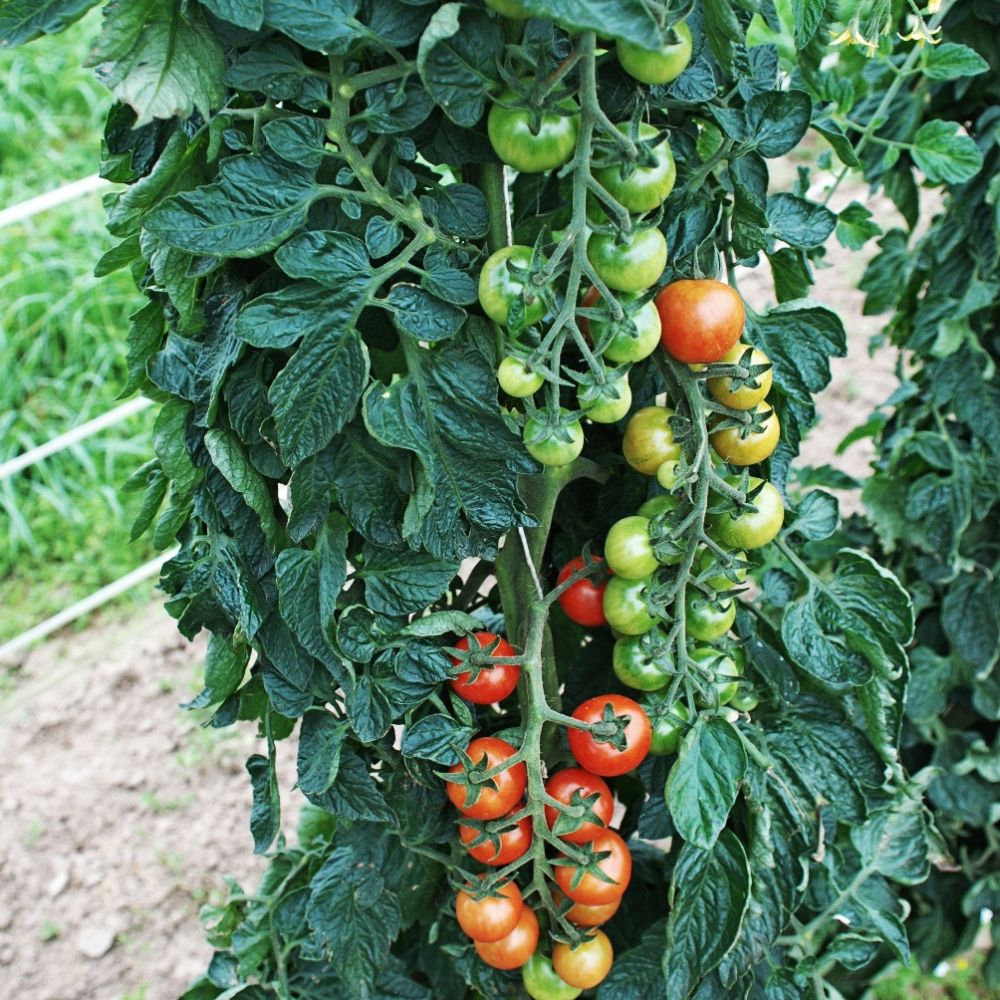 BIO Saatgut Cocktailtomate Primabella