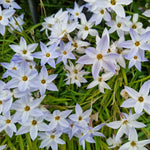 Bio-Blumenzwiebeln vom Frühlingsstern 'Wisley Blue' (Ipheion uniflorum) – ideal zum Verwildern im sonnigen Gartenbeet