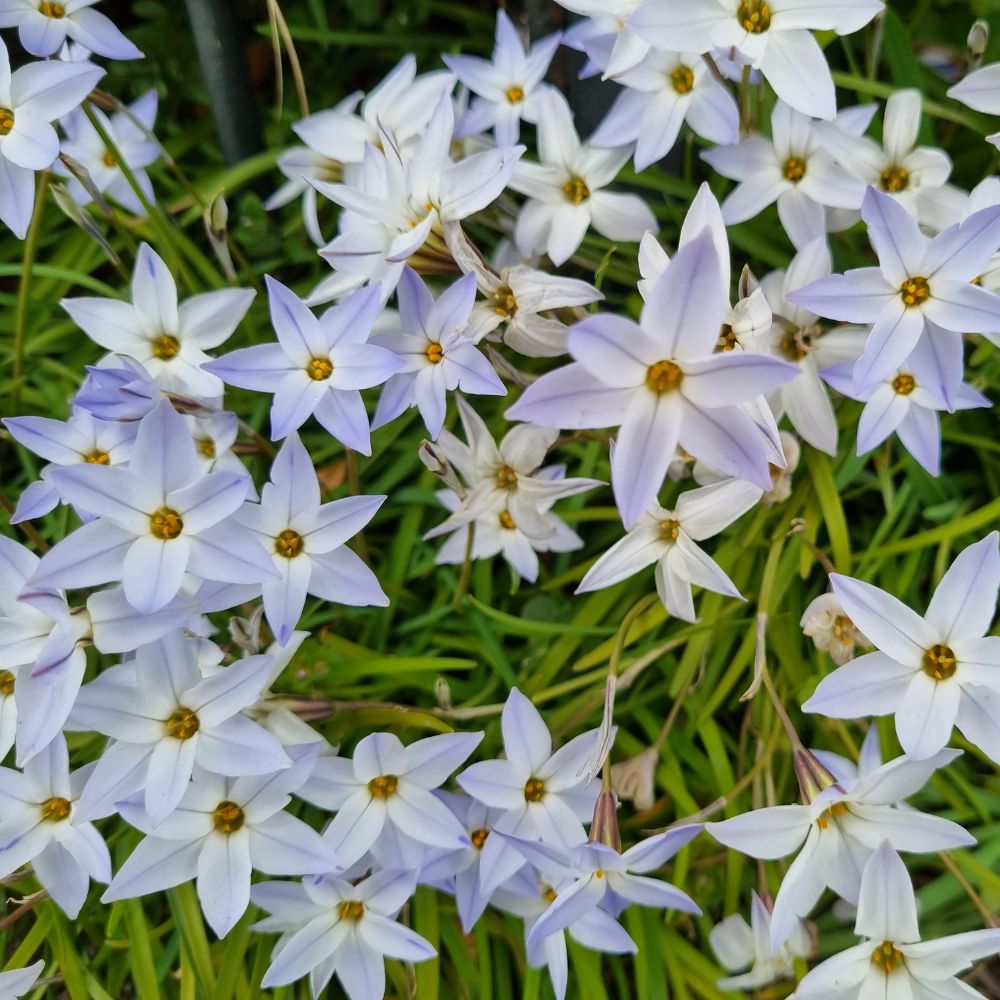 Bio-Blumenzwiebeln vom Frühlingsstern 'Wisley Blue' (Ipheion uniflorum) – ideal zum Verwildern im sonnigen Gartenbeet