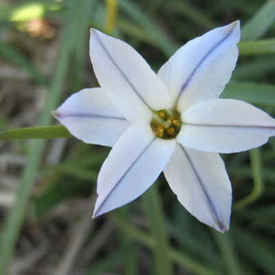 BIO Blumenzwiebeln Frühlingsstern 'Wisley Blue' 10 St.