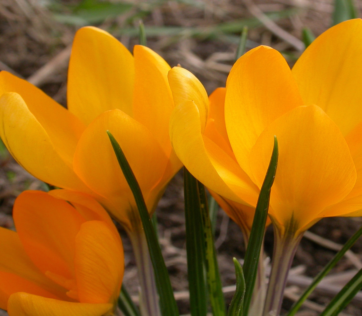 BIO Blumenzwiebeln Krokus Gelber Riese