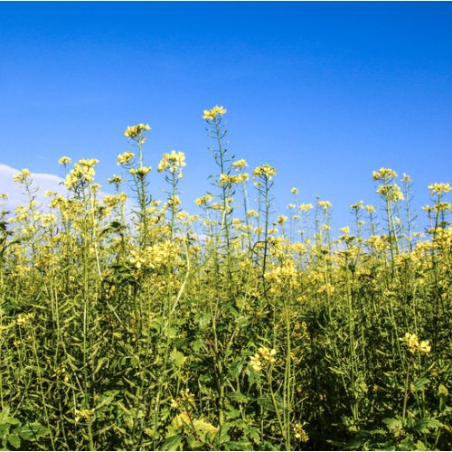 BIO Saatgut Gründüngung Gelbsenf