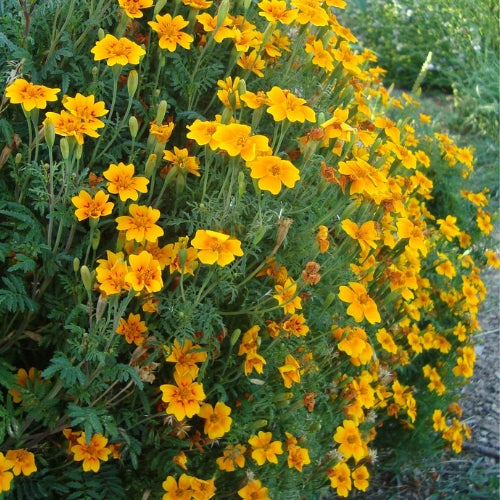 BIO Saatgut Gewürztagetes