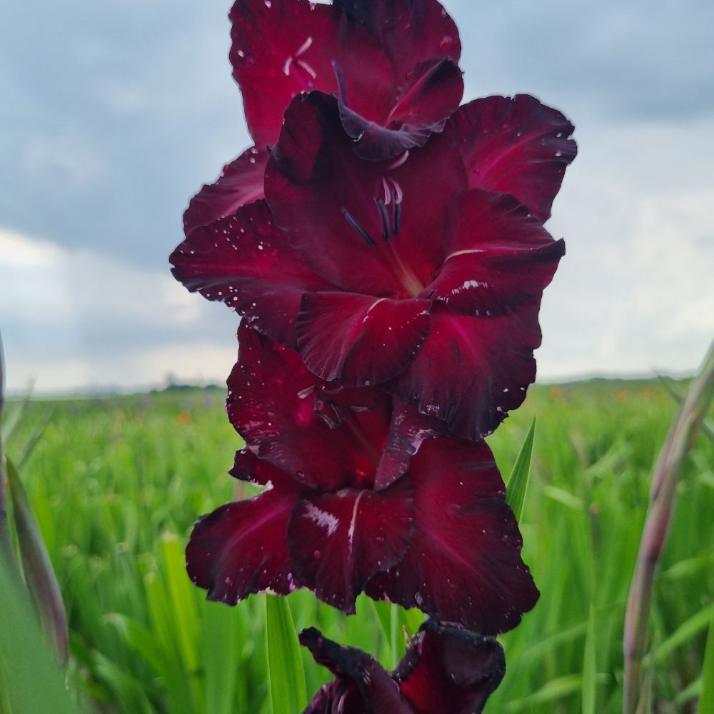 BIO Blumenzwiebeln Gladiolen Black Surprise