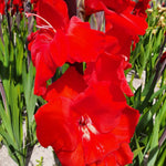 BIO Blumenzwiebeln Gladiolen Dador de Pan