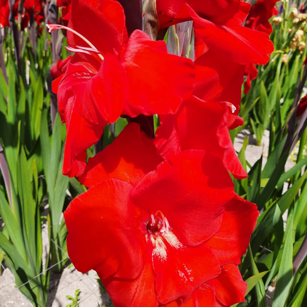 BIO Blumenzwiebeln Gladiolen Dador de Pan