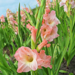 BIO Blumenzwiebeln Gladiolen Karma