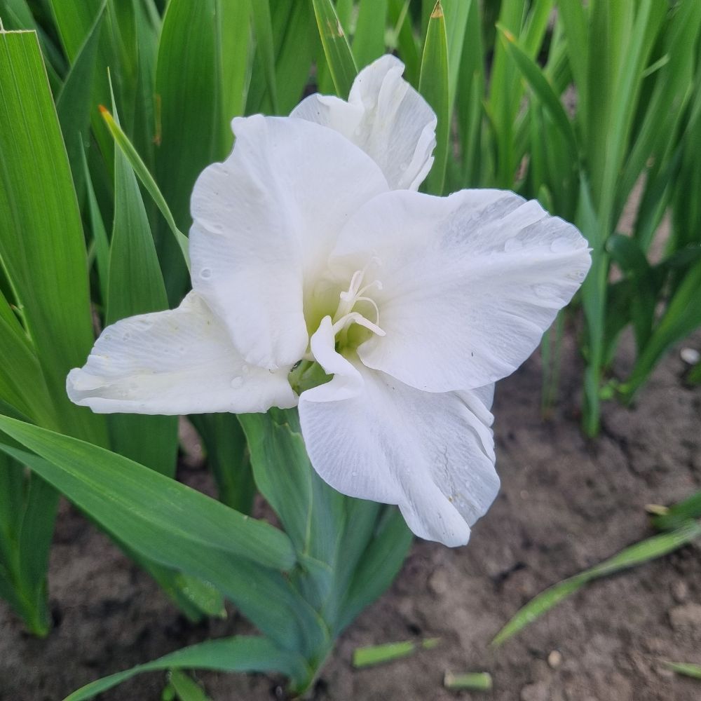 BIO Blumenzwiebeln Gladiolen Piet Mohlen