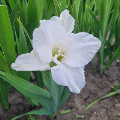 BIO Blumenzwiebeln Gladiolen Piet Mohlen 10 St.