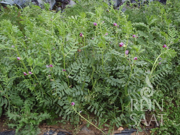 BIO Saatgut Gründüngung Sommerwicke