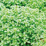 Griechischer Basilikum