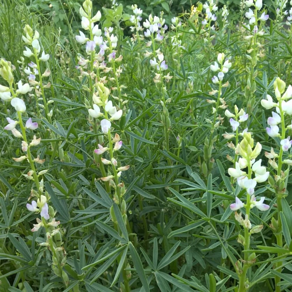 BIO Saatgut Blaue Lupine Gründüngung