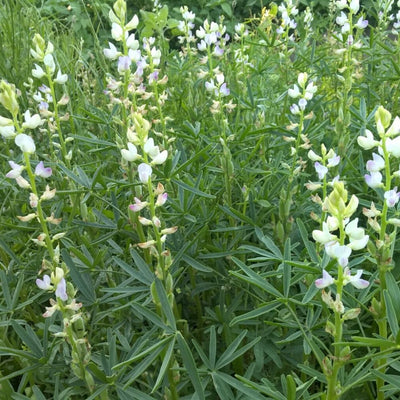 BIO Saatgut Gründüngung Blaue Lupine