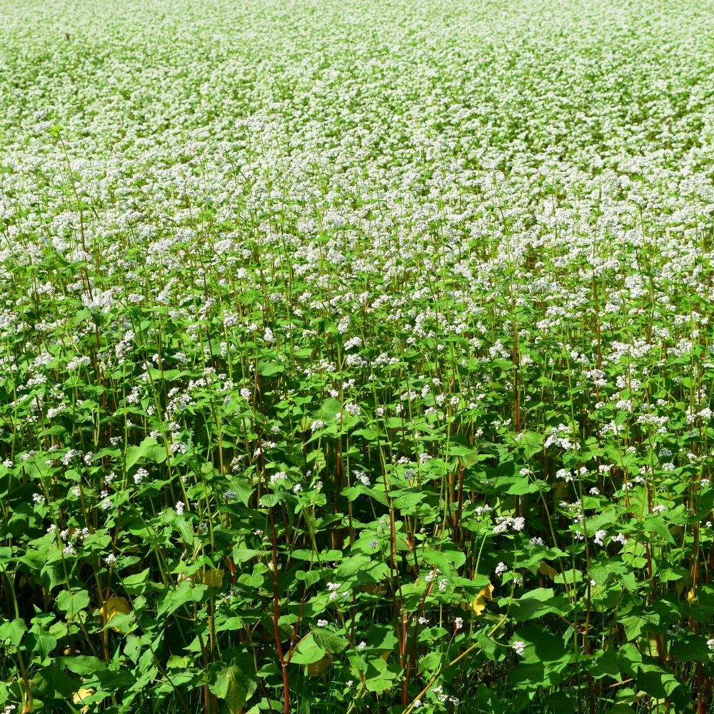 BIO Saatgut Gründüngung Buchweizen