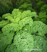 Demeter Grünkohl-Saatgut Halbhoher Grüner Krauser – BIO, nachbaufähig und perfekt für die herbstliche und winterliche Ernte