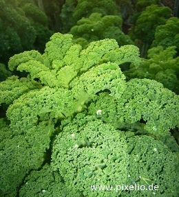 Demeter Grünkohl-Saatgut Halbhoher Grüner Krauser – BIO, nachbaufähig und perfekt für die herbstliche und winterliche Ernte
