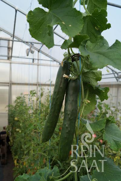 BIO Saatgut Freilandgurke Shintokiwa