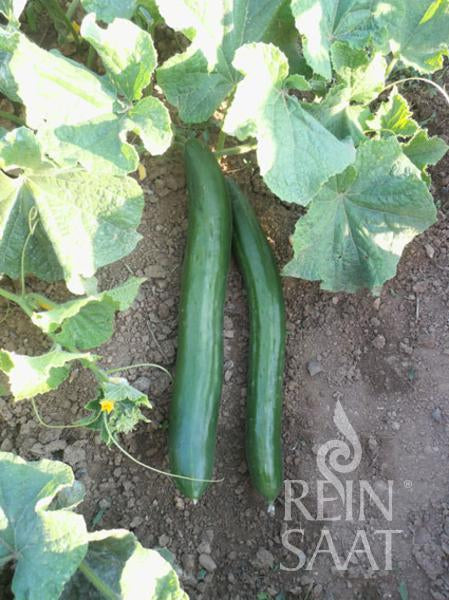 Freilandgurke Gergana