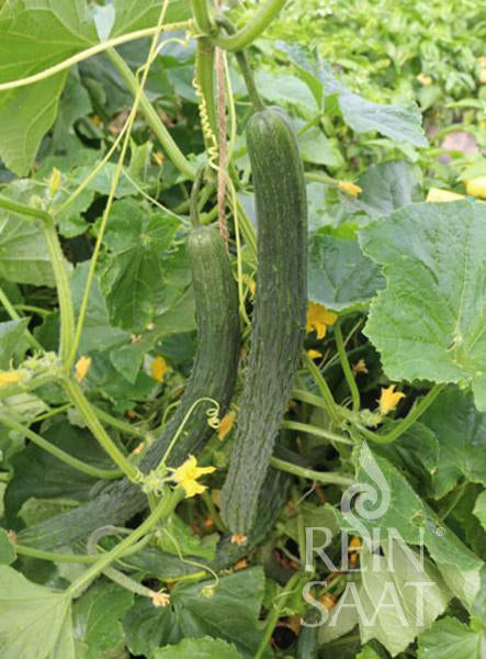 BIO Saatgut Freilandgurke Saikó