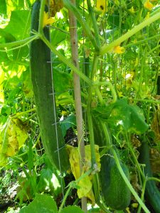 BIO Saatgut Freilandgurke Torpedo