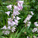 BIO Blumenzwiebeln Spanisches Hasenglöckchen