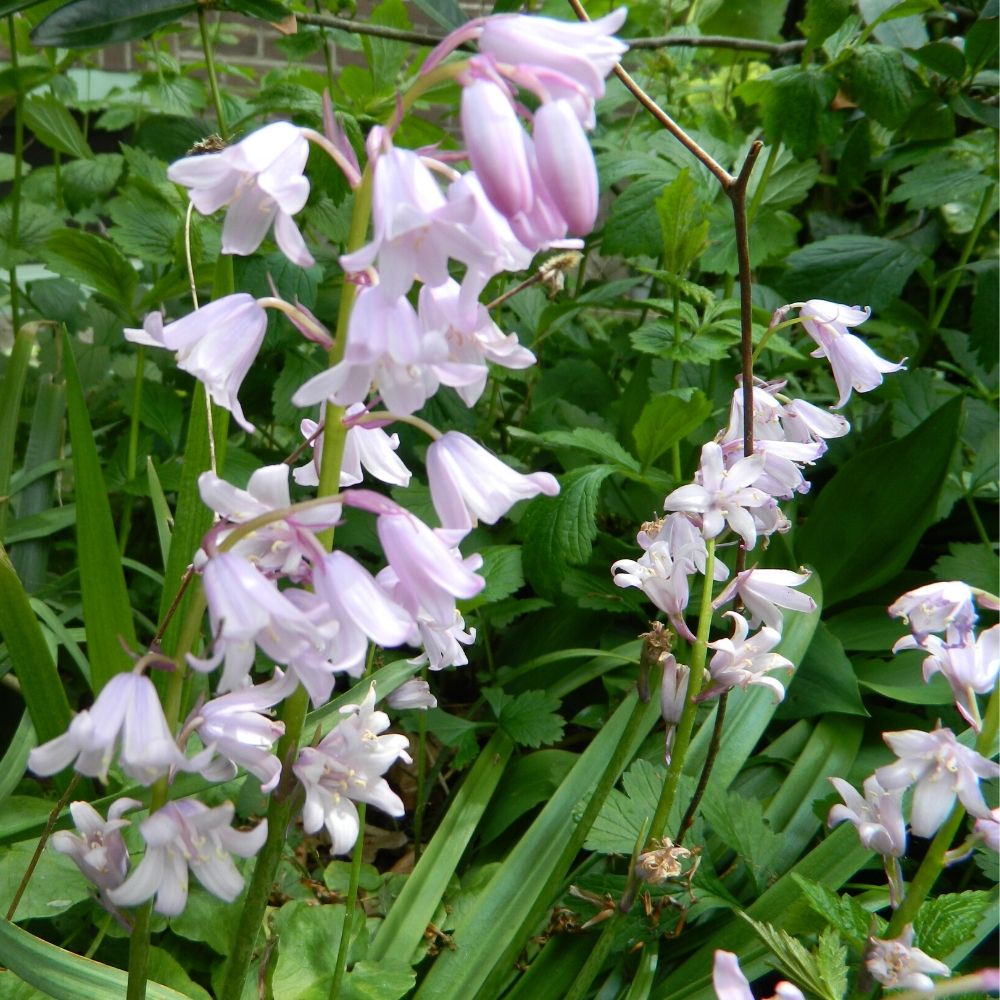 BIO Blumenzwiebeln Spanisches Hasenglöckchen