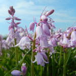 Hyacinthoides hispanica