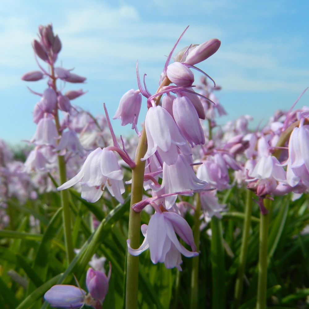 Hyacinthoides hispanica