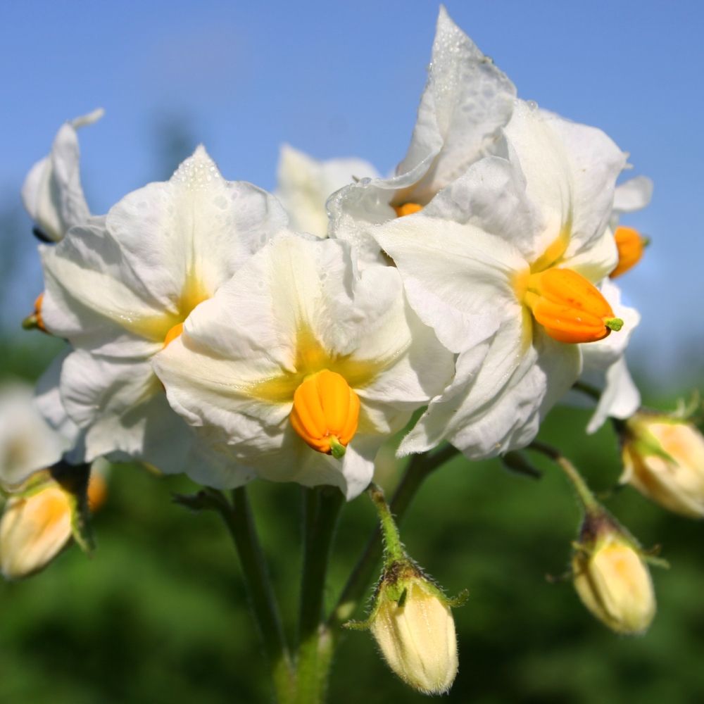 BIO Pflanzkartoffeln Heiderot Blüte