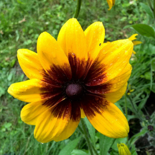 Sonnenhut Herbstwald biogartenladen