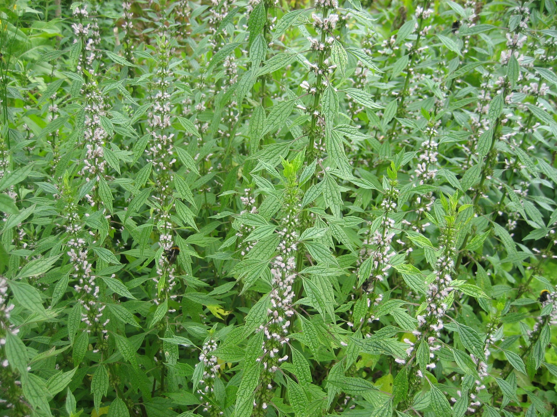 BIO Saatgut Herzgespann