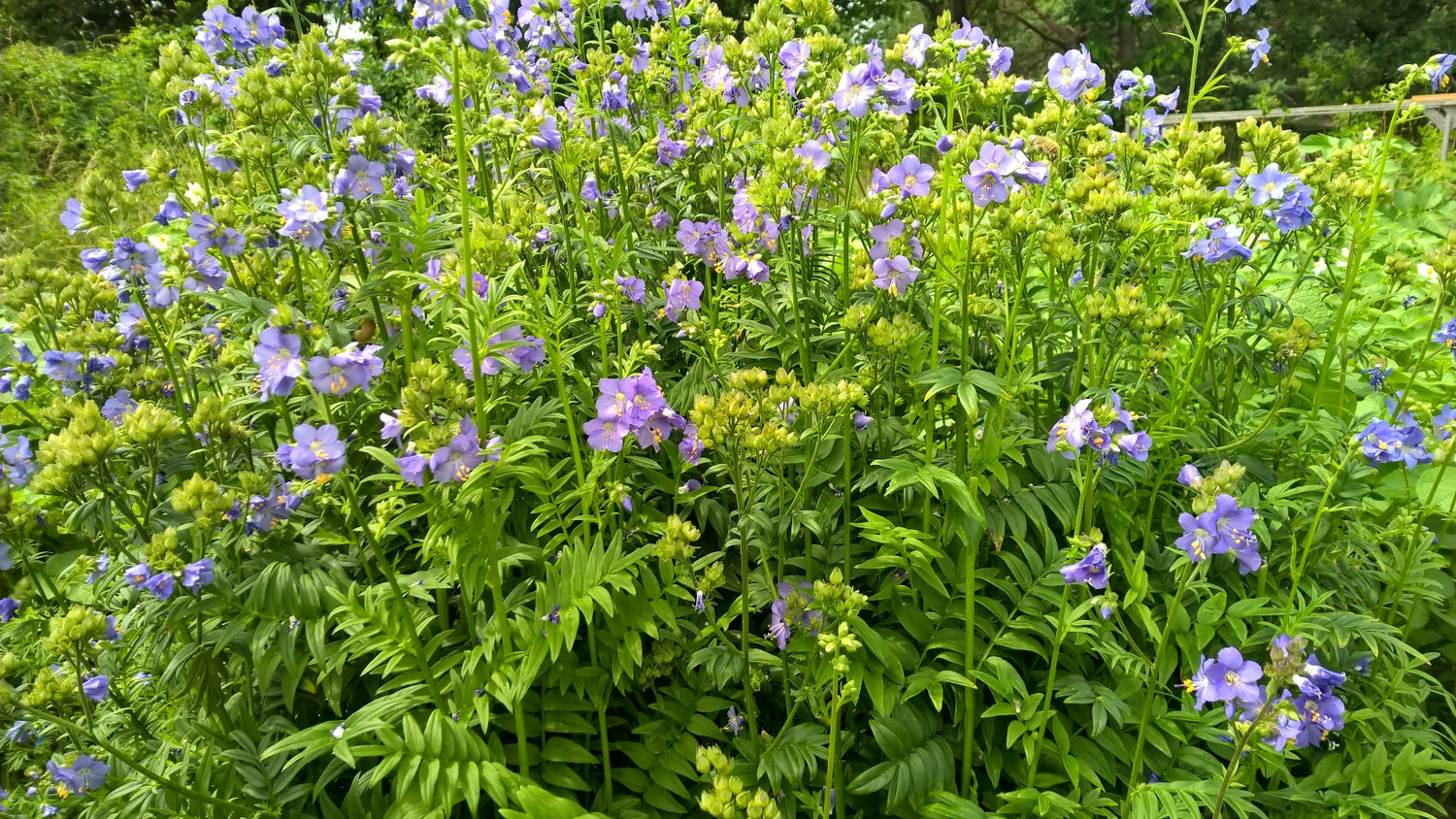 Himmelsleiter biogartenladen