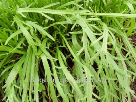 BIO Saatgut Hirschhornwegerich