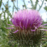 BIO Saatgut Eselsdistel Blüte